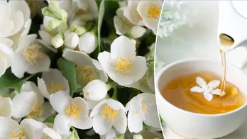 Jasmine herbs’ surprising benefits when added to health routines in the form of oil, in tea and more