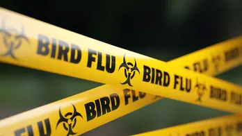 Human bird flu case presumed in Canada, teenage patient is hospitalized