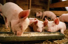 As bird flu spread continues, why the recent jump to pigs raises worries