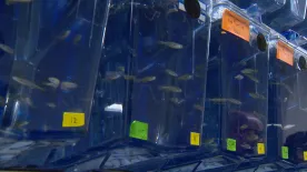 University of Manitoba fish lab studying tooth regrowth