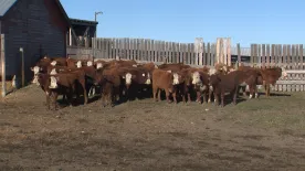 Shortage of cattle behind recent jump in beef prices, industry says