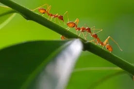 Superbugs are on the rise — could ants be our secret weapon?